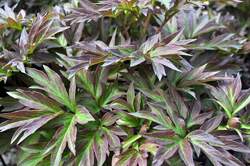 PAEONIA ITOH, Cora Louise