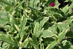 KNAUTIA Thunder & Lightning PP21437