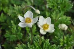 ANEMONE sylvestris