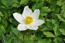 ANEMONE sylvestris