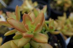 SEDUM nussbaumerianum