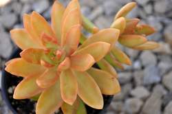 SEDUM nussbaumerianum