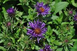 ASTER n.a. Purple Dome