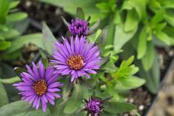 ASTER n.a. Purple Dome
