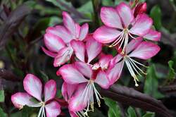 GAURA l. Rosy Jane PP22290