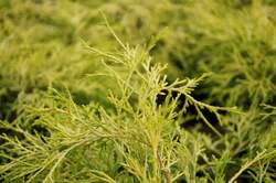 CHAMAECYPARIS pisifera Golden Mop