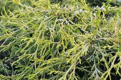 CHAMAECYPARIS pisifera Golden Mop