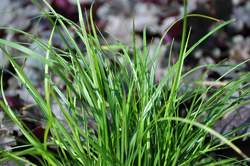 Grass-CAREX pensylvanica