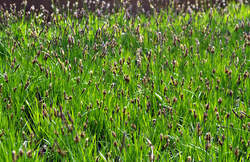 Grass-CAREX pensylvanica