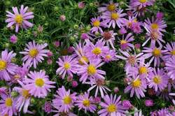 ASTER Wood's Pink