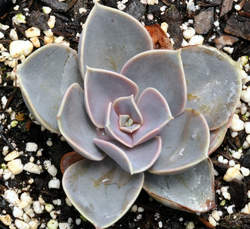 ECHEVERIA Perle von Nurnberg