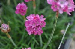 ARMERIA m. Splendens