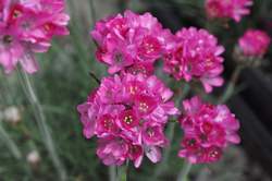 ARMERIA m. Splendens