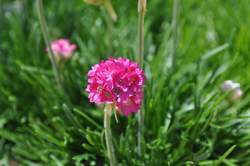 ARMERIA m. Splendens