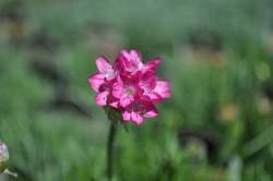 ARMERIA m. Splendens