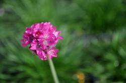 ARMERIA m. Splendens