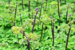 THALICTRUM Black Stockings