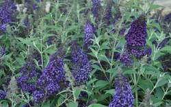 BUDDLEIA d. Monarch® Dark Dynasty PP27834