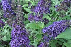 BUDDLEIA d. Monarch® Dark Dynasty PP27834