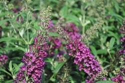 BUDDLEIA d. Monarch® Queen of Hearts PP27987