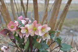 HELLEBORUS x er. GC® Pink Frost PP21063