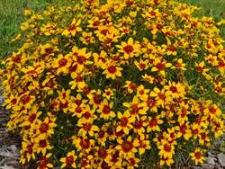 COREOPSIS v. Sizzle & Spice® Curry Up PP28521