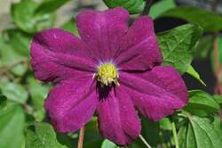 CLEMATIS Mme. Edouard Andre