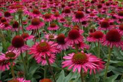 ECHINACEA Delicious Candy