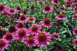 ECHINACEA Delicious Candy
