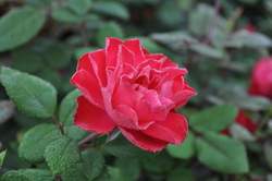 ROSA x Oso Easy® Double Red PP26298