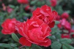 ROSA x Oso Easy® Double Red PP26298