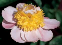 PAEONIA Butter Bowl