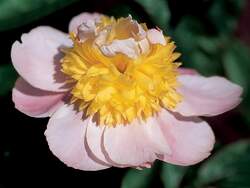 PAEONIA Butter Bowl