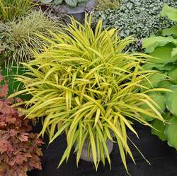 Grass-CAREX s. Banana Boat