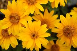 HELIOPSIS Tuscan Gold™ PP29819