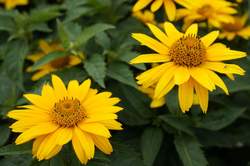 HELIOPSIS Tuscan Gold™ PP29819