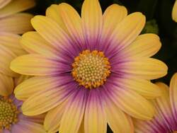 OSTEOSPERMUM Blushing Beauty