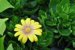 OSTEOSPERMUM Blushing Beauty