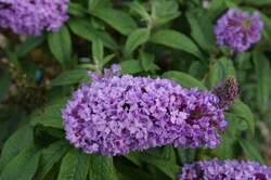 AGASTACHE Kudos™ Silver Blue PP25344