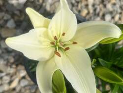 LILY, ASIATIC Tiny Crystal