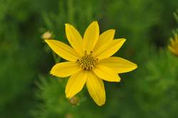 COREOPSIS v. Zagreb