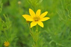 COREOPSIS v. Zagreb