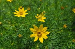 COREOPSIS v. Zagreb