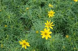 COREOPSIS v. Zagreb