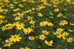 COREOPSIS v. Zagreb