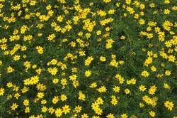 COREOPSIS v. Zagreb