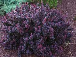 BERBERIS Crimson Pygmy