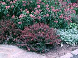 BERBERIS Crimson Pygmy