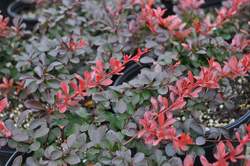 BERBERIS Crimson Pygmy