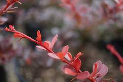 BERBERIS Crimson Pygmy